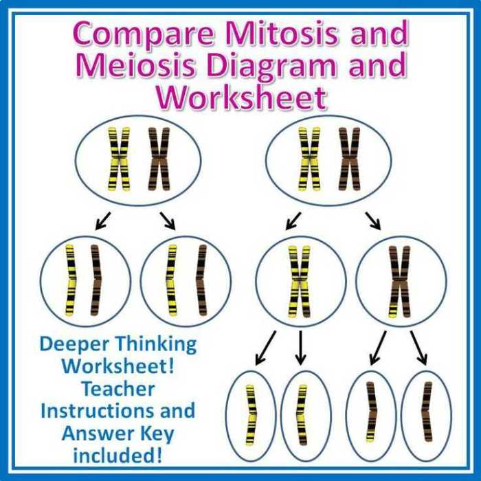 Meiosis test questions and answers pdf