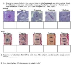 Mitosis whitefish blastula lab onion root cell tips ap sample biology