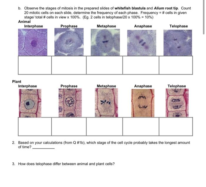 Mitosis whitefish blastula lab onion root cell tips ap sample biology