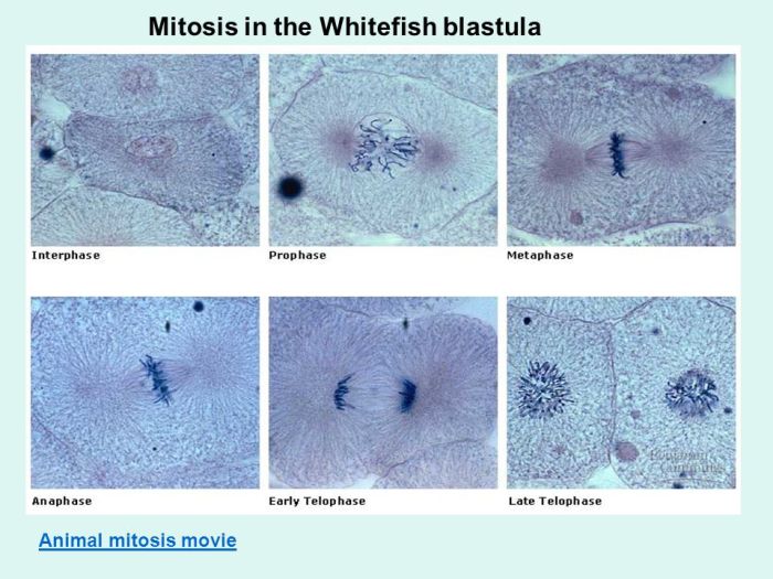 Whitefish blastula mitosis lab answers