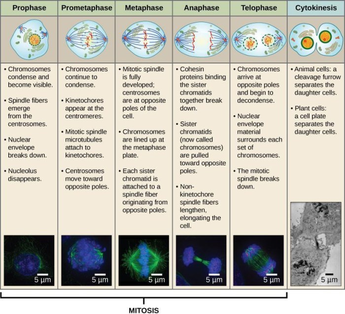 Whitefish blastula mitosis lab answers