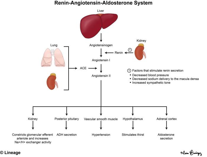 Ace inhibitors help protect patients against dvt