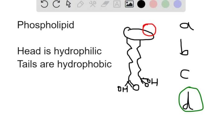 Phospholipids estion if