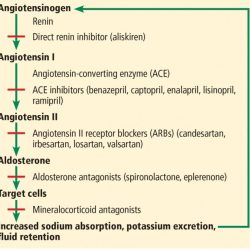 Ace inhibitors angiotensin enzyme converting hypertension pressure blood medicine body natural become activity medicines which chemical causes arteries narrow forms