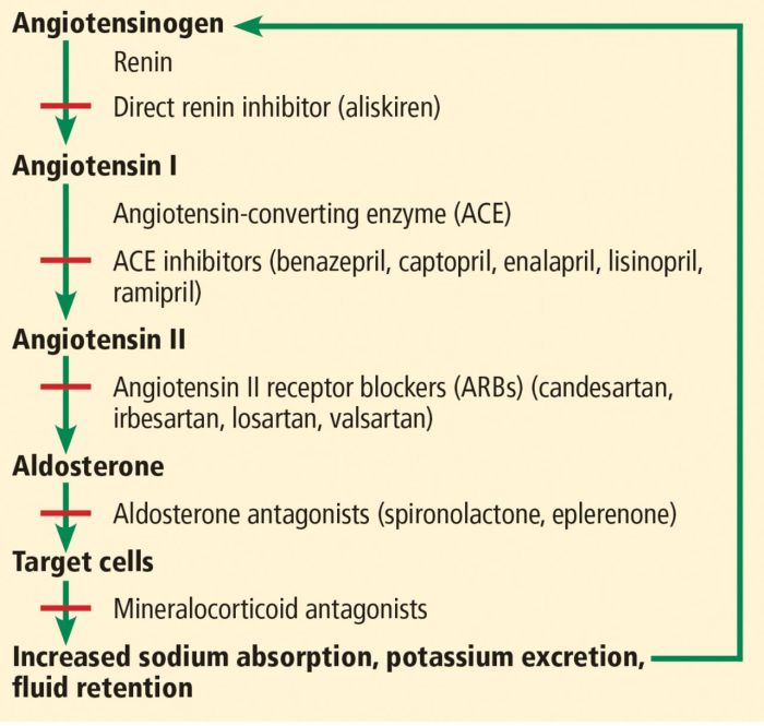 Ace inhibitors angiotensin enzyme converting hypertension pressure blood medicine body natural become activity medicines which chemical causes arteries narrow forms