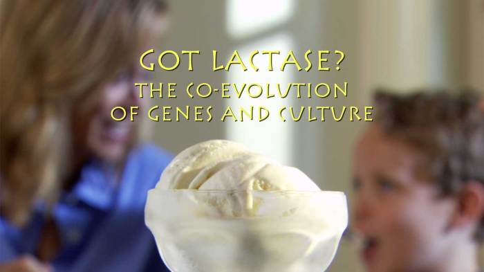Lactase got genes evolution culture lesson curated reviewed lessonplanet
