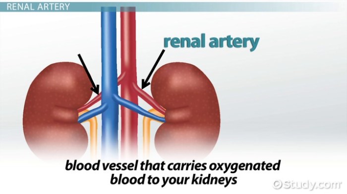 Label the blood vessels associated with the urinary system