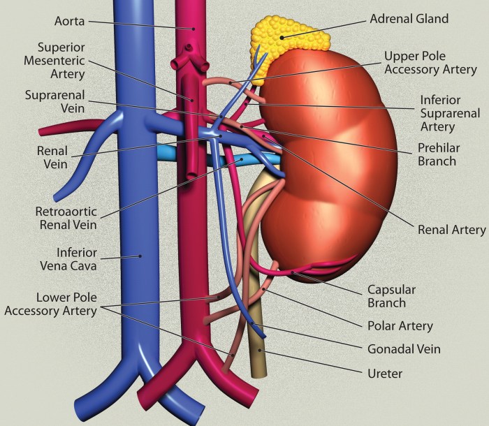Label the blood vessels associated with the urinary system