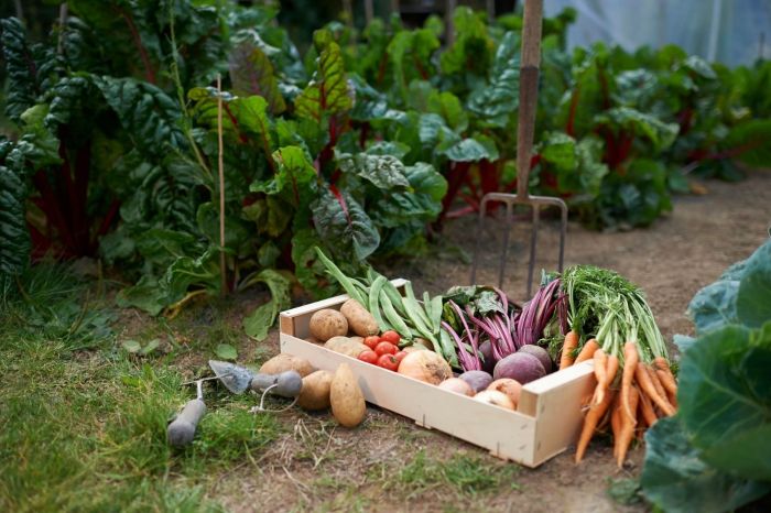 Gwen is starting a blog about vegetable gardening